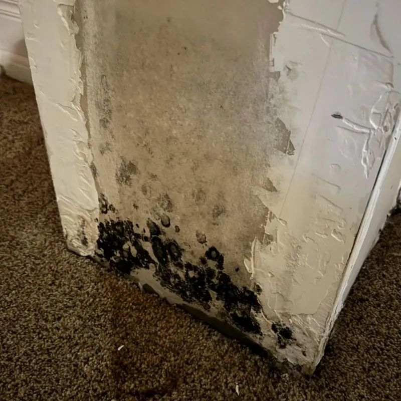 Professional Mold Removal in Miller County, GA